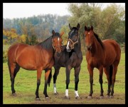 e-the-horse-trio-7116-1